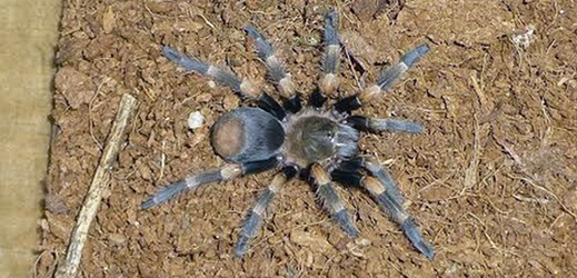 Nalezení pavouci patří k rodu Haplopelma.