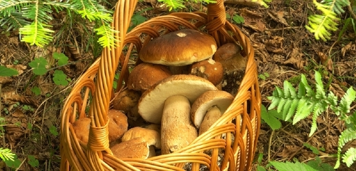 Víc hub  je v horách, v nížinách houbaři moc nepochodí (ilustrační foto).