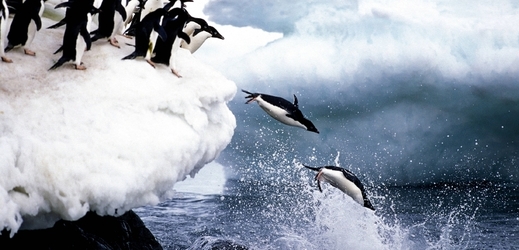 Tučňáci na Antarktickém pobřeží.