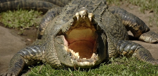 Australan dloubl krokodýla do oka a zachránil se před útokem (ilustrační foto).