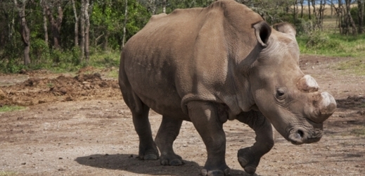 V keňské rezervaci Ol Pejeta uhynul nosorožec bílý severní Suni.