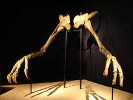 Přední končetiny Deinocheira objevené v šedesátých letech.