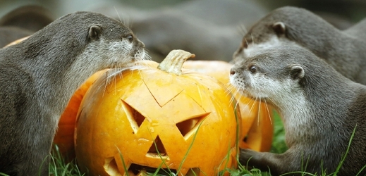 Halloween můžete oslavit i v zoo (ilustrační foto).
