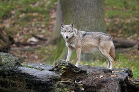 V Evropě momentálně žije dvakrát víc vlků než v USA (ilustrační foto).