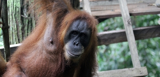 Samice orangutana Sandra má právo na svobodu, proto může být odvezena ze zoo (ilustrační foto).