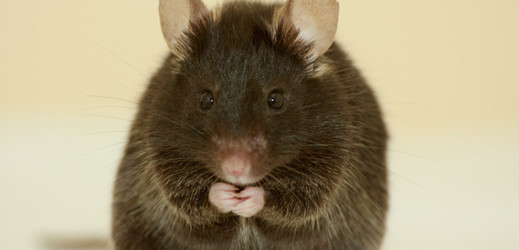 Laboratorní myš patří k nejprostudovanějším tvorům ve známém vesmíru (ilustrační foto).