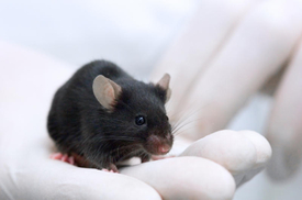 Biologové zkoumají na myších kde co (ilustrační foto).