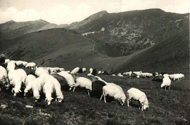 Ovce v Nízkých Tatrách na staré pohlednici Klubu českých turistů
