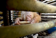 Na Borneu vypustili do přírody jedinou albínskou orangutanici.