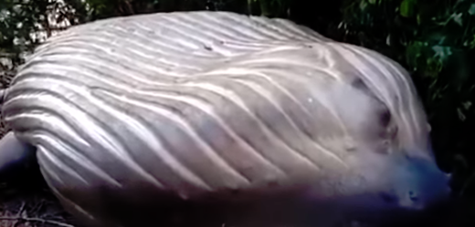 V amazonské džungli se objevilo tělo velryby.