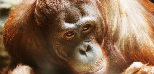 Orangutan (ilustrační foto).