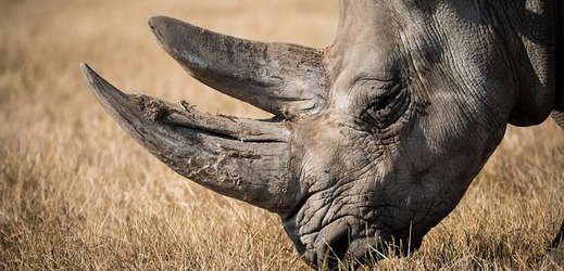 Pytlák měl nalíčeno na vzácného nosorožce.