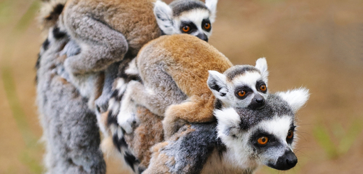 V plzeňské zoo se narodila spousta mláďat lemurů