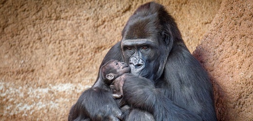 První gorilí mládě v Rezervaci Dja. Z legendární Moji je babička
